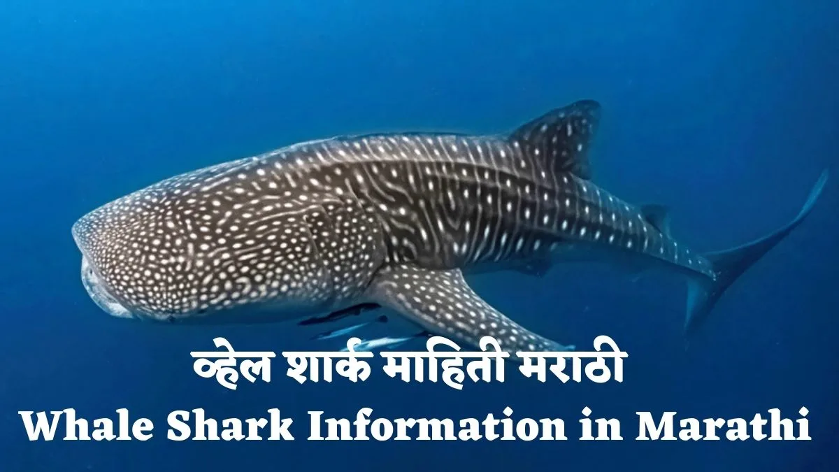 Whale Shark Information in Marathi